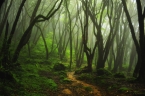 Jungle trail image