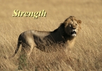 M6 - Strength